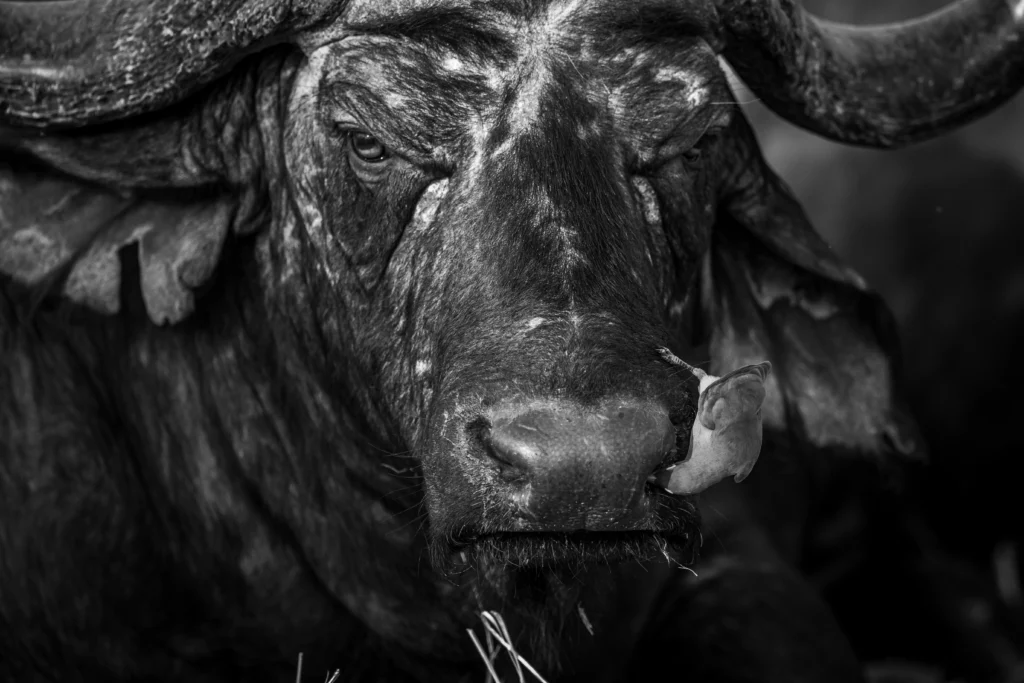 Oklahoma farmer tending to his livestock in the field