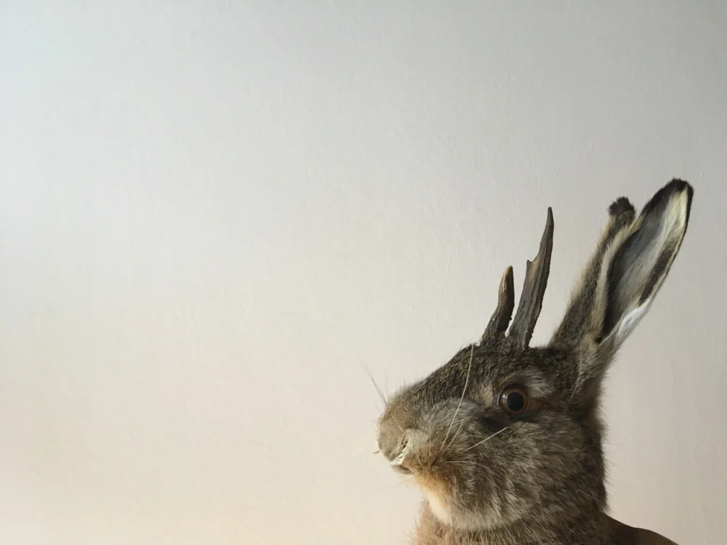 rabbit
A wild cottontail rabbit with large, dark, horn-like growths on its face and head, a visual representation of the Shope papillomavirus infection