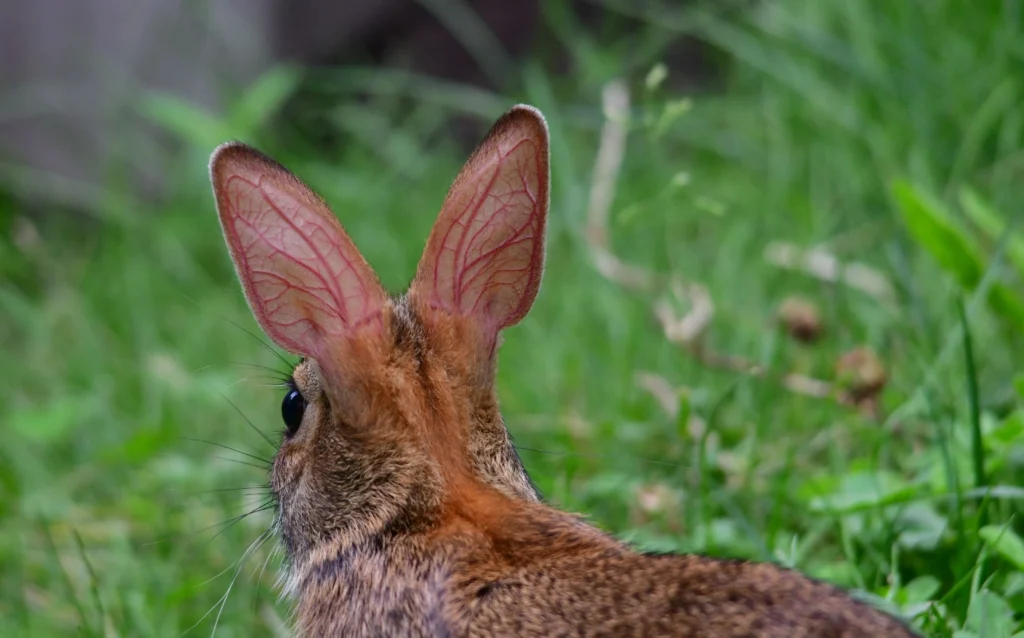 A wild cottontail rabbit with large, dark, horn-like growths on its face and head, a visual representation of the Shope papillomavirus infection