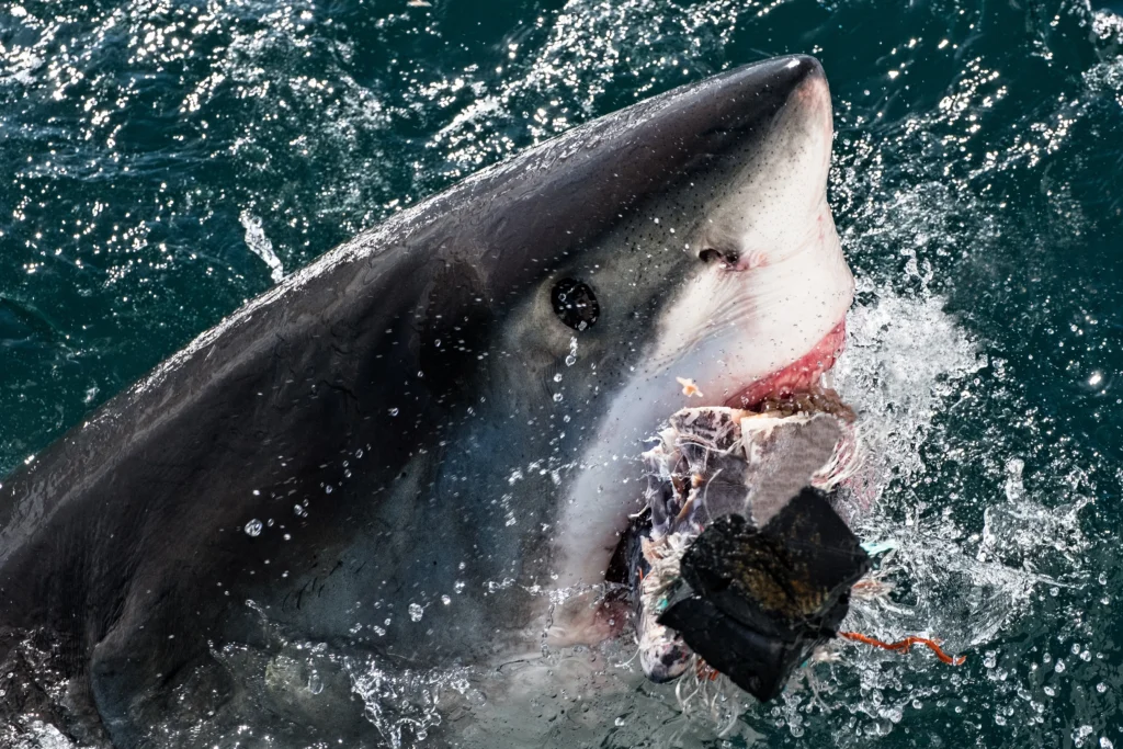 Illustration of sharks associated with the top 5 deadliest shark attacks in history