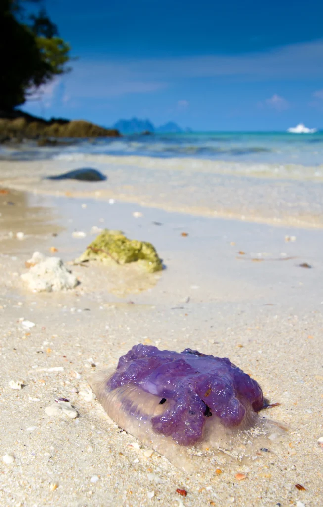Close-up of Glaucus Atlanticus, the vibrant blue sea slug, washed up on a Spanish beach.