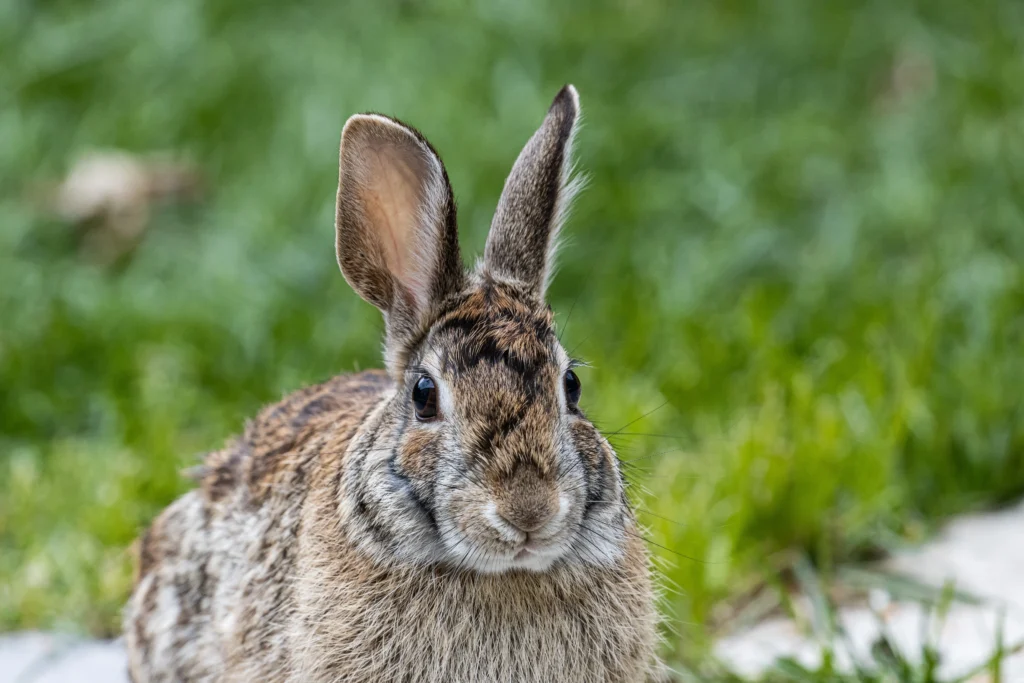 A wild cottontail rabbit with large, dark, horn-like growths on its face and head, a visual representation of the Shope papillomavirus infection