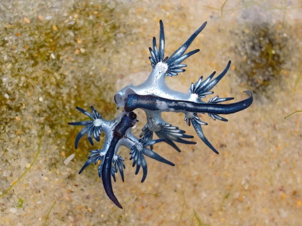 Close-up of Glaucus Atlanticus, the vibrant blue sea slug, washed up on a Spanish beach.