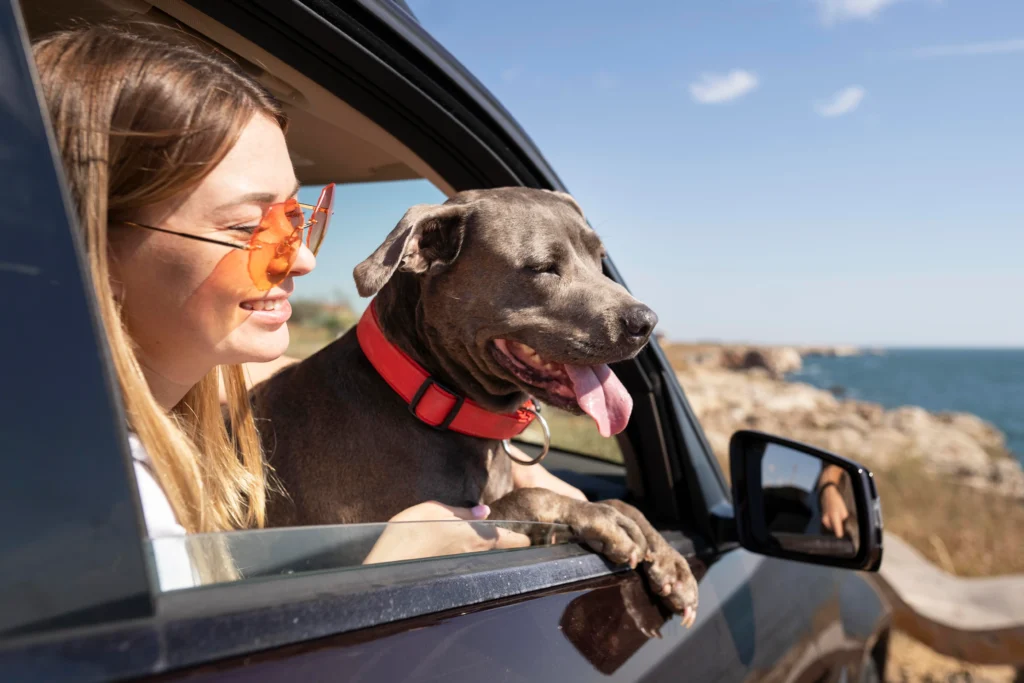 Pet-Friendly Travel
Owner and dog enjoying a sunny day at a pet-friendly beach