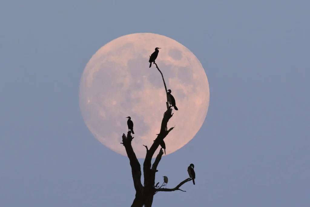 Beaver Moon rising over a serene landscape, casting a soft glow on the horizon