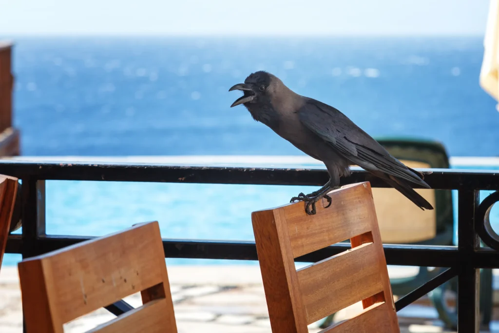 Parents protecting children outside a Tel Aviv kindergarten while aggressive crows fly overhead during nesting season.