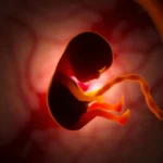 Illustration representing the ethical and legal debate surrounding the global trade of human embryos in fertility and reproductive medicine.