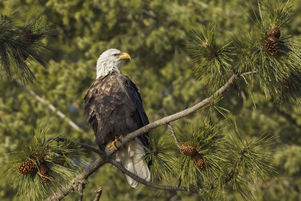 Jackie the Big Bear bald eagle, whose cause of death was revealed by new necropsy results.