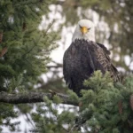 Jackie the Big Bear bald eagle, whose cause of death was revealed by new necropsy results.